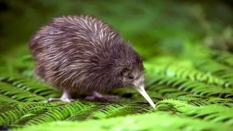 New .kiwi websites for Kiwis?